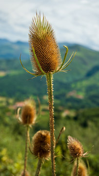 flores en un campo de monta&ntilde;a, cardos borriqueros que pinchan. flores secas, campi&ntilde;a, monta&ntilde;a