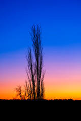 Beautiful sunrise with a leafless tree in silhouette