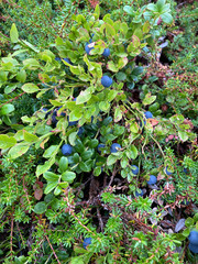Plants of the Far North. Ripe blueberries in heather