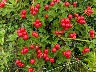 Plants of the Far North. Thickets of green dwarf cornel (lat.Cornus suecica) bush covered with red berries