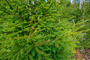 Spruce needles on the branches