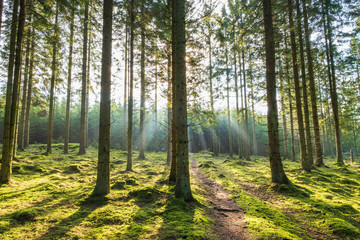 Obraz premium Footpath in a forest with sunrays