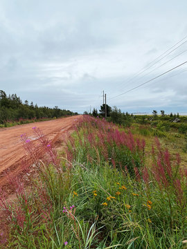 Russia, Kola Peninsula, Tersky District, White Sea coast. Dirt road to the old 
Pomor village of Varzuga. There is a power line along the road, meadow grasses and flowers grow. Cloudy rainy day