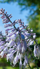 Mid August and Hosta flowers thrive in the summer sunshine at the smallholding garden at 900ft