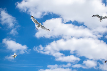 Flying white seagulls, beautifull cloudy sky blue background, bright natural scene, beautifull weather, birds catching food in flight on sunny day, seabirds in motion