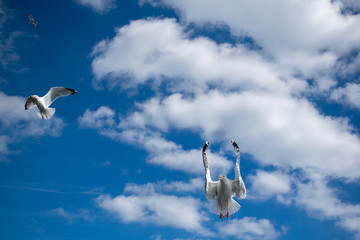 Two flying white seagulls on beautifull cloudy sky blue background, bright natural scene in beautiful weather. Seagull catching food in flight on sunny day. Seabirds in motion, wallpaper with copy
