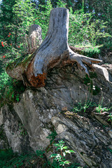 old tree trunk