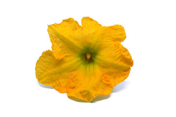 Pumpkin flower on white background