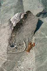 crayfish on the rocks