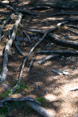 tree roots in the forest