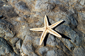 Close-up starfish against a stone background. Cute white starfish.