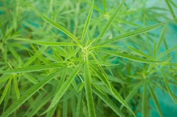 close up of marijuana