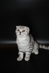very beautiful spotted silver Scottish fold cat
