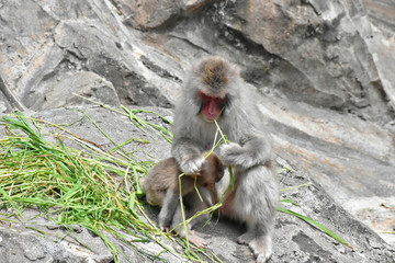 夏の猿山で仲良く草を食べている親子のニホンザル達（日本の上野動物園）