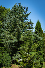 Evergreen landscaped garden. Pine trees, Korean spruce, Thuja occidentalis also known as northern white-cedar and other evergreens against blue sky. Atmosphere of calm relaxation for body and soul.