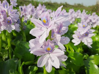 Eichhornia Crassipes Or Water Hyacinth Flowers, Eichhornia crassipes flower, aquatic plant flower, Water flower.