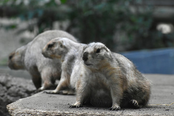夏の猛暑を耐えるオグロプレーリードッグの姿（日本の上野動物園）