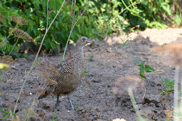 The female of the common pheasant in a close plan.
