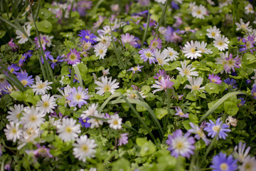 Obraz premium Blue and white Grecian Windflowers, Balkan Anemone, Winter Windflower, Anemone Blanda. Summer field of flower. Gardening and floristics.