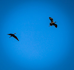 Birds flying on a sunny day.