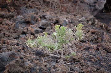 new growth on cold lava, La Palma, canary islands
