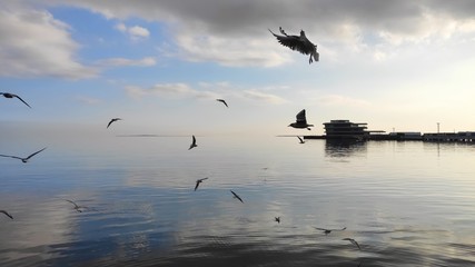 birds in the sky