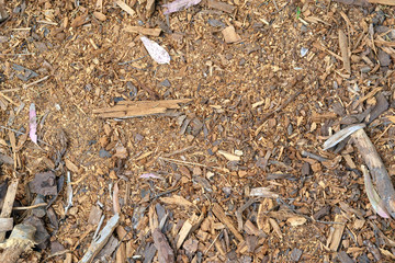 Wood shavings