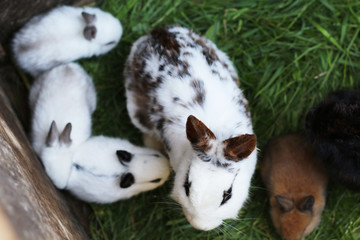 little cute miniature rabbit