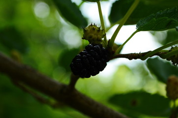 Fresh mulberry, black ripe and red unripe mulberries on the branch of tree. Healthy berry fruit.