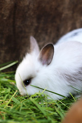little cute furry rabbit