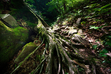 Obraz premium 山道