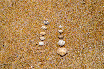 Fototapeta na wymiar Shells neatly arranged on the beach sand