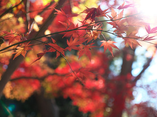 秋の紅(黄)葉