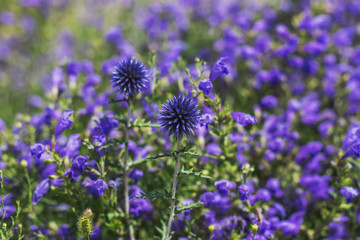 Two thorny round flowers on a background of purple flowers. Field plants of Siberia.