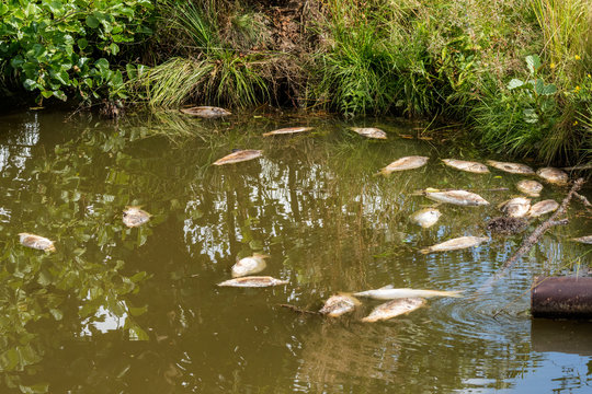 Fischsterben
