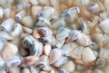 Wedge Shells, Donax faba or Hoy Seap pickled in fish sauce is Thai seafood preservation.