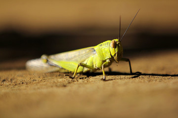 Grasshoppers are a group of insects belonging to the suborder Caelifera.