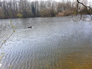 Schwanensee