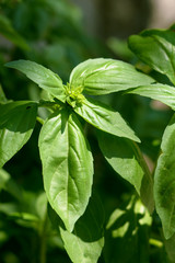 Basil plant