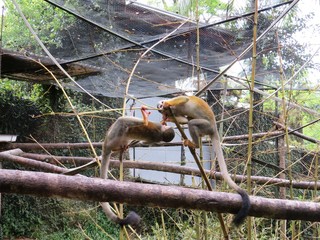 Affe