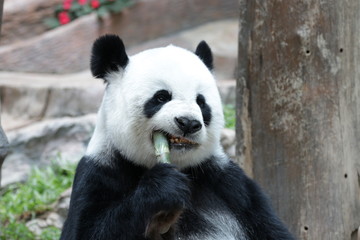 Funny pose of Giant panda while eating bamboo