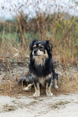 Obraz premium A curious cute small dog posing for a photo shooting. Sad dog portrait. Sitting pet.