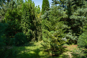 Evergreen landscaped garden. Pine trees, Korean spruce, Thuja occidentalis also known as northern white-cedar and other evergreens against blue sky. Atmosphere of calm relaxation for body and soul.