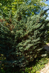 Fototapeta premium Huge bush of juniper squamata Meyeri. Original texture of leaves on juniper branches. Blue with green background of small needles. Close-up. North Caucasus nature concept for design.