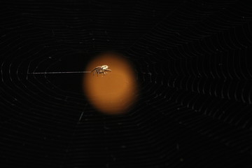 spider against moon caught with 250mm lens © Bhuvanchand