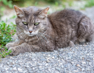 Obraz premium Chat gris
