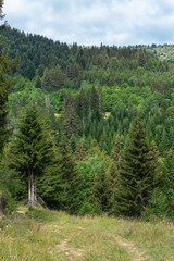 sapins en montagne