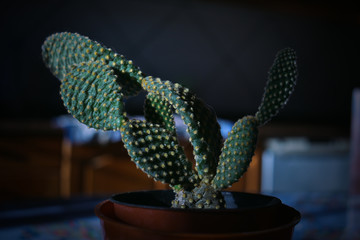 Cactus in the kitchen.