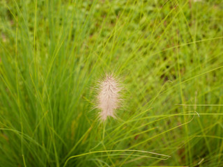 Fototapeta premium green grass on nature background