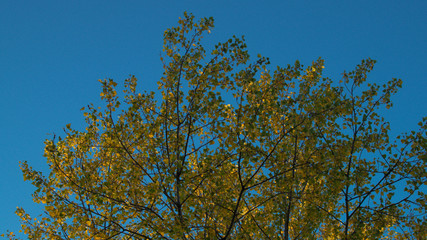 october morning autumn tree branches against blue sky